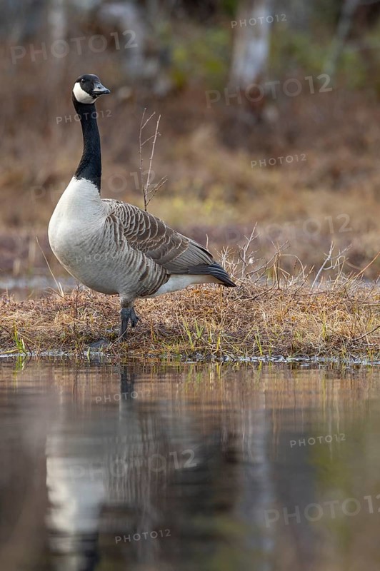 Canada goose (Branta canadensis) at a lake, Fågelsjö, Gävleborgs län, Sweden