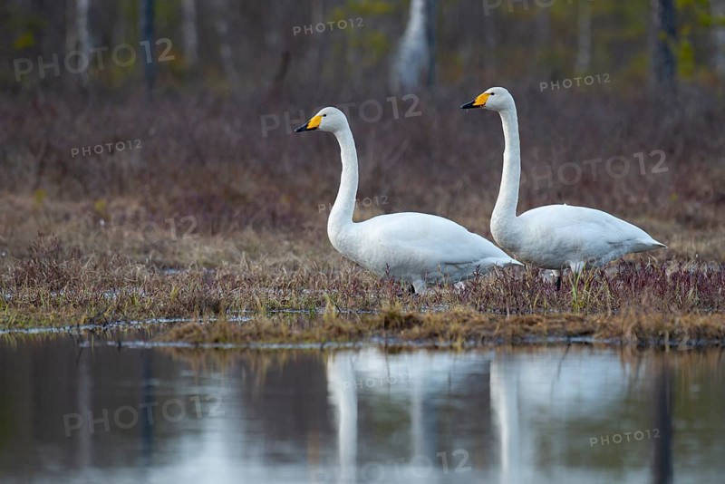 Whooper swan (Cygnus cygnus) at a lake in Sweden, Fågelsjö, Gävleborgs län, Sweden