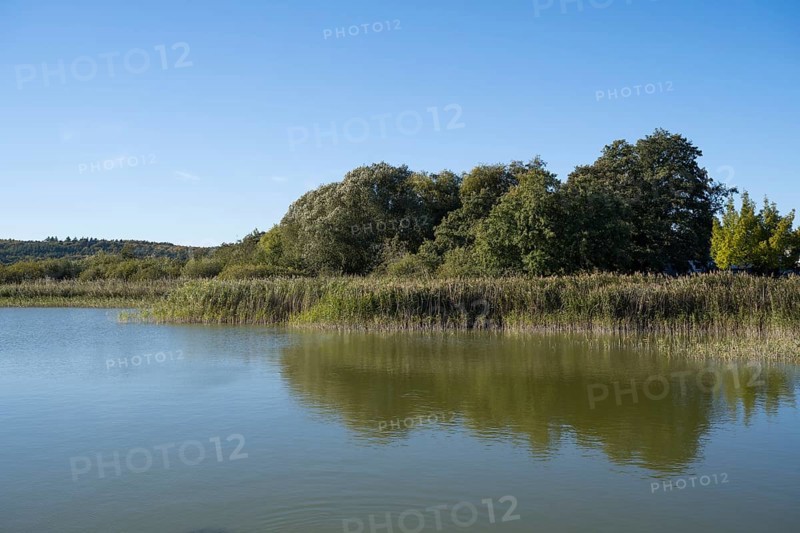 Deciduous trees and reeds at Schmachter See, reflection, landscape with blue sky, Binz, seaside resort, Rügen island, Mecklenburg-Western Pomerania, Germany
