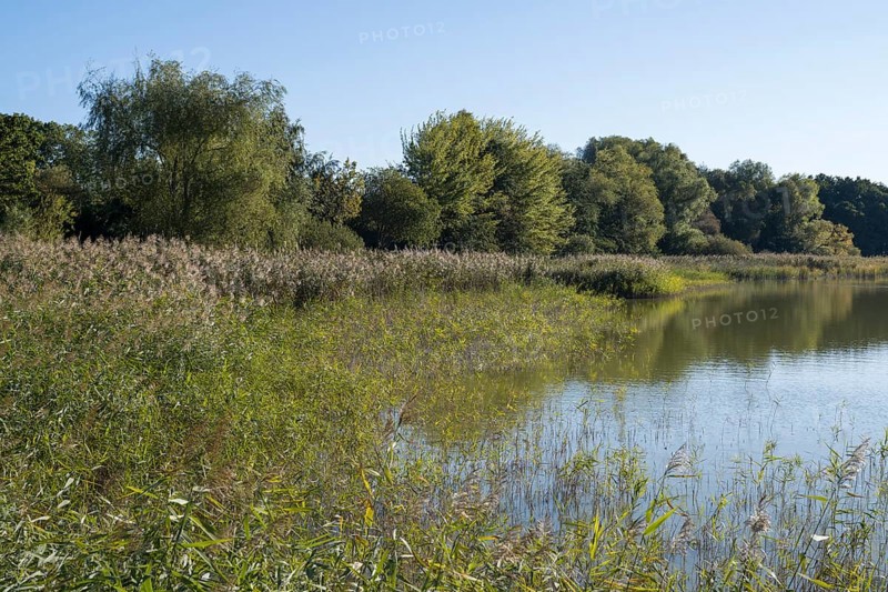 Deciduous trees and reeds at Schmachter See, landscape with blue sky, Binz, seaside resort, Rügen island, Mecklenburg-Western Pomerania, Germany