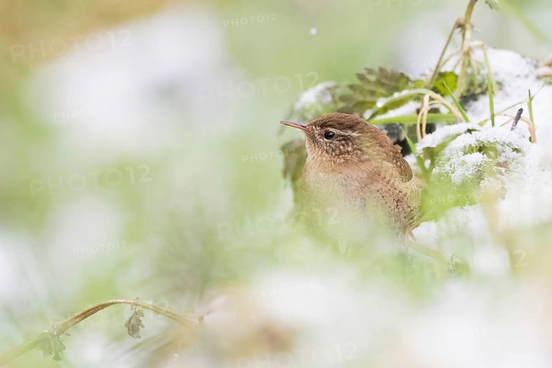 A wren (Troglodytes troglodytes) hiding in the snow-covered green with blurred background, Hesse, Germany