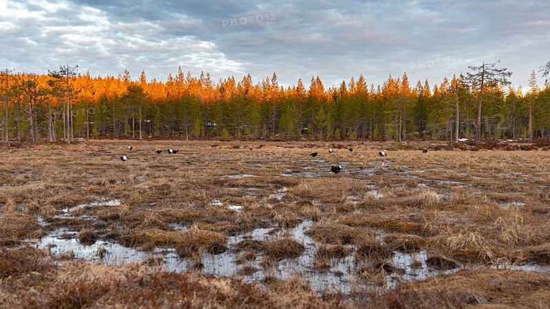 Black grouse (Lyrurus tetrix), black grouse courtship in Sweden, Fågelsjö, Gävleborgs län, Sweden