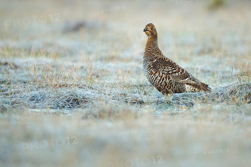 Black grouse (Lyrurus tetrix), female, black grouse courtship in Sweden, Fågelsjö, Gävleborgs län, Sweden