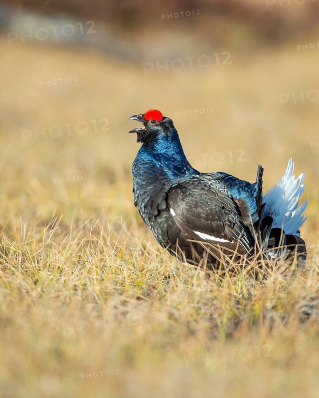 Black grouse (Lyrurus tetrix), black grouse courtship in Sweden, Fågelsjö, Gävleborgs län, Sweden