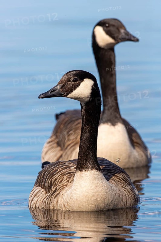 Canada goose (Branta canadensis) at a lake, Fågelsjö, Gävleborgs län, Sweden