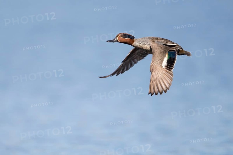 Flying teal (Anas crecca), Fågelsjö, Gävleborgs län, Sweden