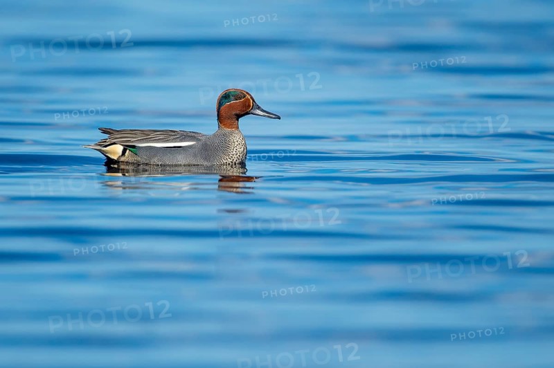 Teal (Anas crecca) on a lake, Fågelsjö, Gävleborgs län, Sweden