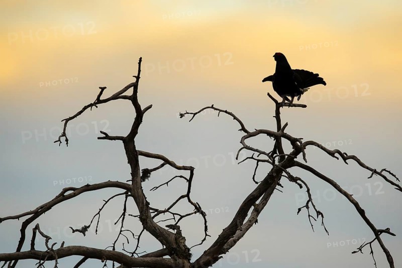 Black grouse (Lyrurus tetrix), silhouette, black grouse courtship in Sweden, Fågelsjö, Gävleborgs län, Sweden