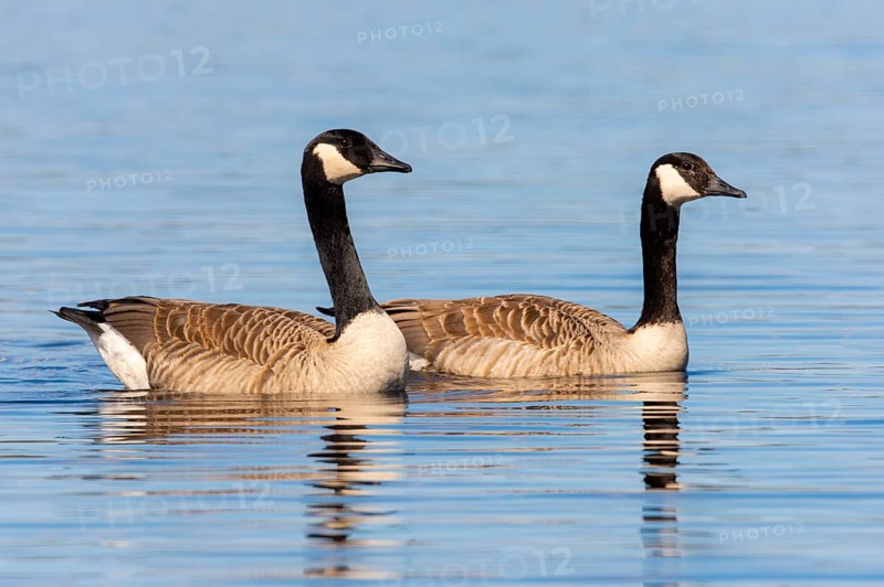 Canada goose (Branta canadensis) at a lake, Fågelsjö, Gävleborgs län, Sweden