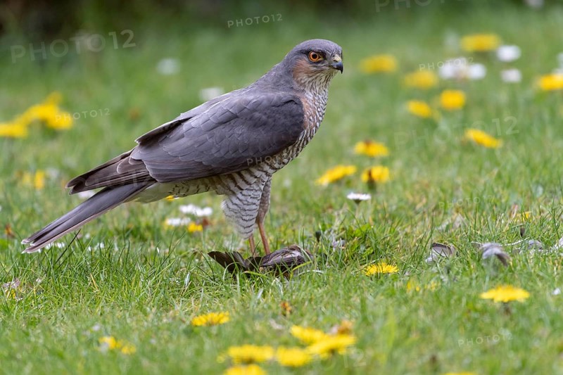 Sparrowhawk (Accipiter nisus) plucking prey, Vechta, Lower Saxony, Germany
