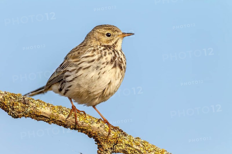 A meadow pipit (Anthus pratensis) adult bird in its breeding territory, breeding season, perch, Germany