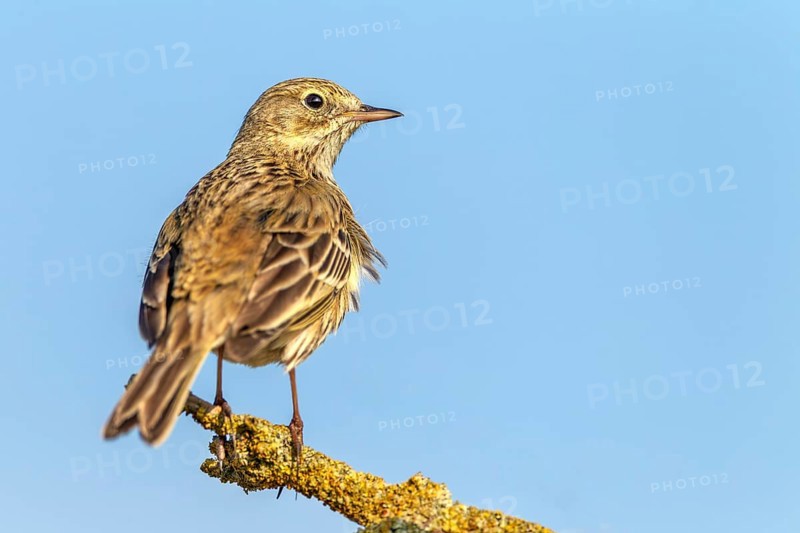 The meadow pipit (Anthus pratensis) r is a bird of open landscapes that likes to use exposed perches, breeding season, perch, Germany