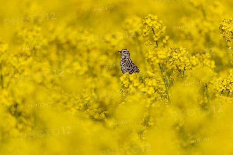 Meadow pipit (Anthus pratensis) in a flowering rape field, breeding season, perch, Germany