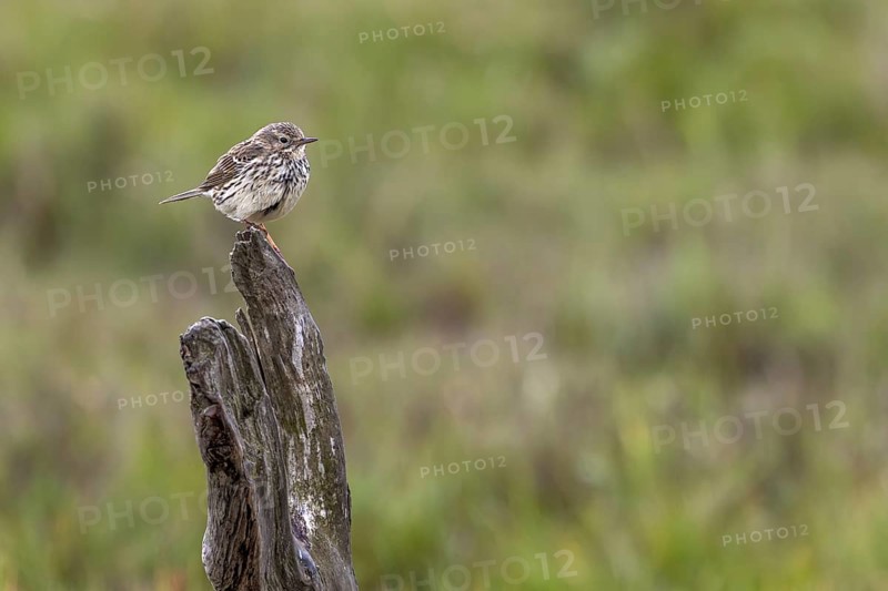 A meadow pipit (Anthus pratensis) uses an old pole as a perch on the Danish Limfjord, breeding season, perch, Denmark
