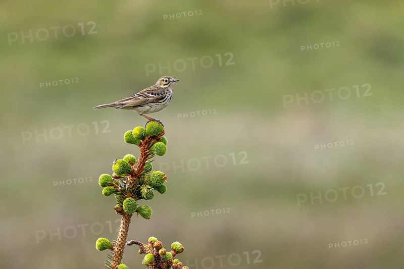 A meadow pipit (Anthus pratensis) uses a crooked spruce tree as a perch on the Danish Limfjord, breeding season, perch, Denmark