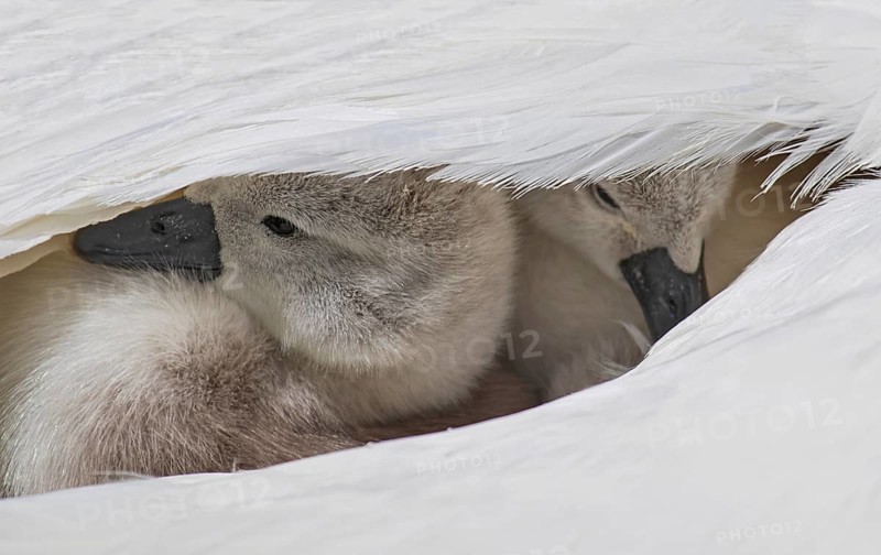 Mute swan (Cygnus olor), close-up, two chicks sitting close together under white feathers in their mother's plumage, Heidelberg, Baden-Württemberg, Germany