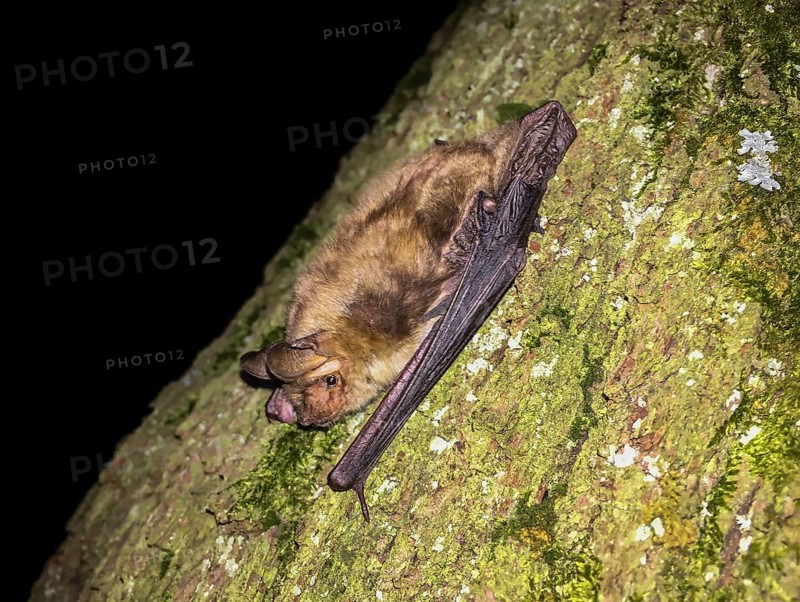 Greater mouse-eared bat (Myotis myotis), adult in close-up climbing a tree trunk at night, Baden-Württemberg, Germany