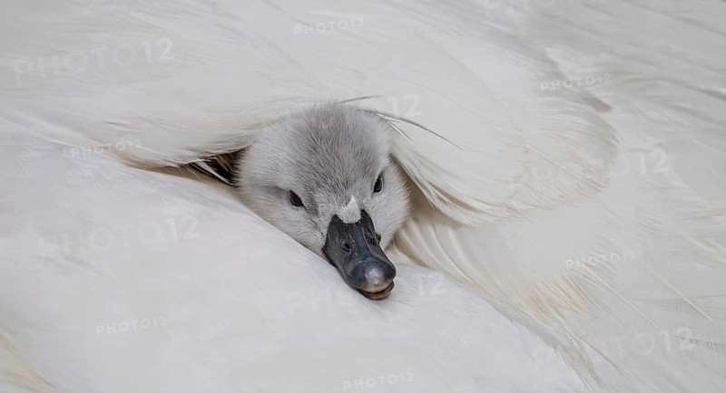 Mute swan (Cygnus olor), close-up, chick only peeking out of its mother's plumage with its head under white feathers, Heidelberg, Baden-Württemberg, Germany