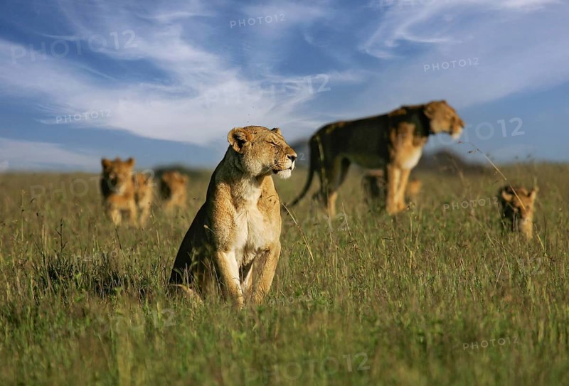 Lion (Panthera Leo), pride with several females and cubs in the savannah in front of a blue sky in the sun, Serengeti, Tanzania
