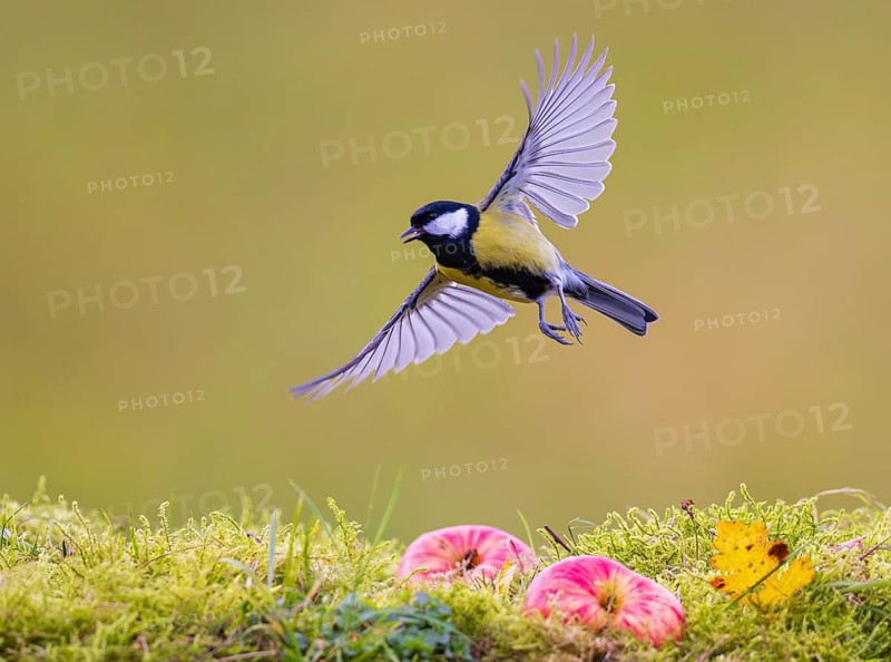 Great tit (Parus major), male flying with wings outstretched over two red apples lying on the ground next to an autumnal yellow leaf, Baden-Württemberg, Germany