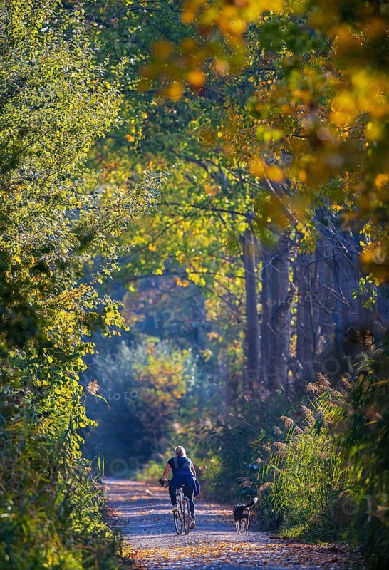Female cyclist with dog cycling in the sun on a small path along a poplar alley and reeds in colorful autumn leaves, Baden-Württemberg, Germany
