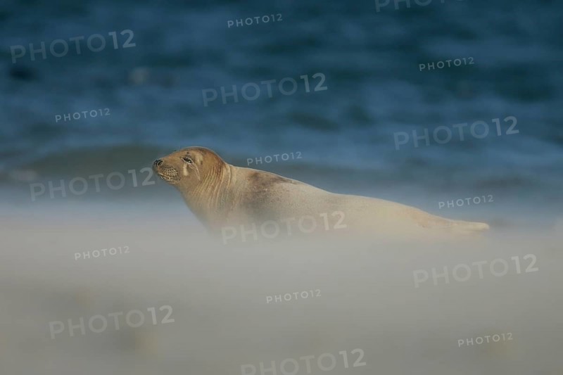 Grey seal (Halichoerus grypus), female lying in the sun with half-closed eyes in a cloud of sand grains on the beach during a sandstorm in strong winds, Helgoland, North Sea, Germany