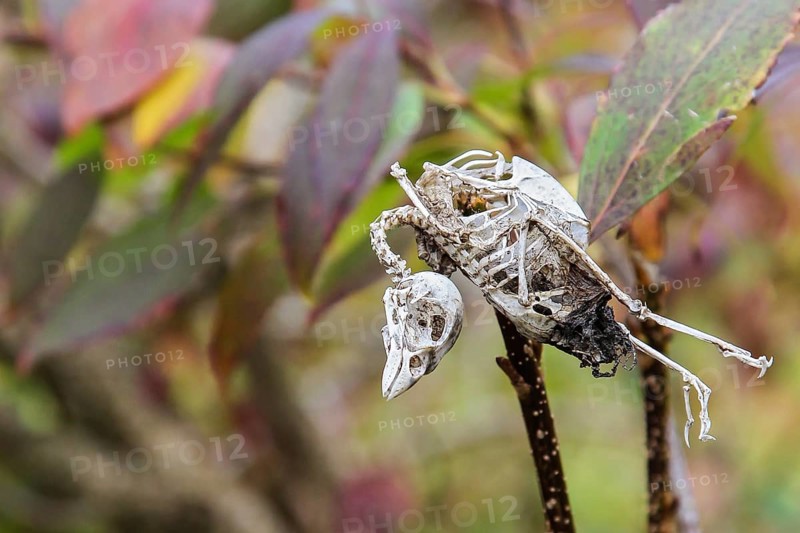 House Sparrow (Passer domesticus), mummified songbird skeleton hanging in a garden hedge with colourful autumn leaves, Brandenburg, Germany
