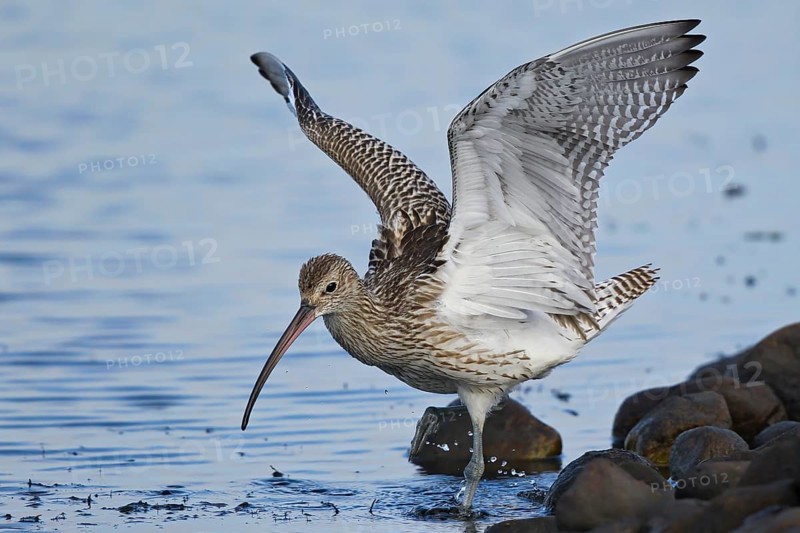 Eurasian curlew (Numenius arquata), adult bird with outstretched wings walking through water on the shore of a lake in search of food, Schleswig-Holstein, Germany