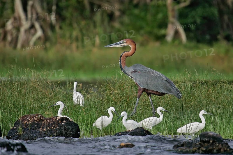 Goliath heron (Ardea goliath), largest heron in the world together with a group of little egrets (Egretta garzetta) foraging on the shores of Lake Victoria, Rubondo Island, Tanzania