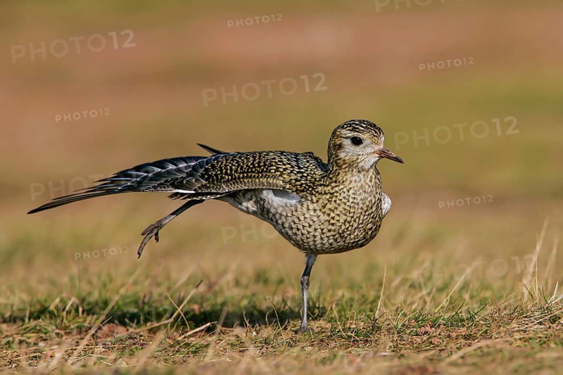 Golden Plover (Pluvialis apricaria), adult bird in a light plumage stretching on one leg with outstretched wings, Heligoland, Germany