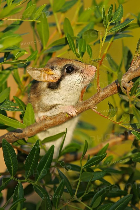 Garden dormouse (Eliomys quercinus), adult climbing through bushes in a cute pose, sniffing a branch and looking with big black eyes, Valencia, Spain