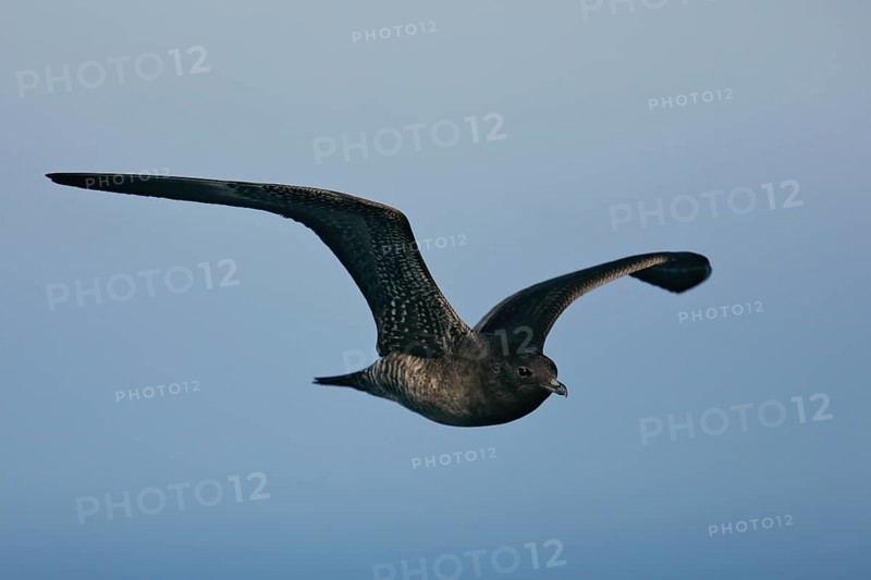 Long-tailed Skua (Stercorarius longicaudus), immature young bird in juvenile plumage in close-up against a blue sky flying over the Baltic Sea, Mecklenburg-Western Pomerania, Germany