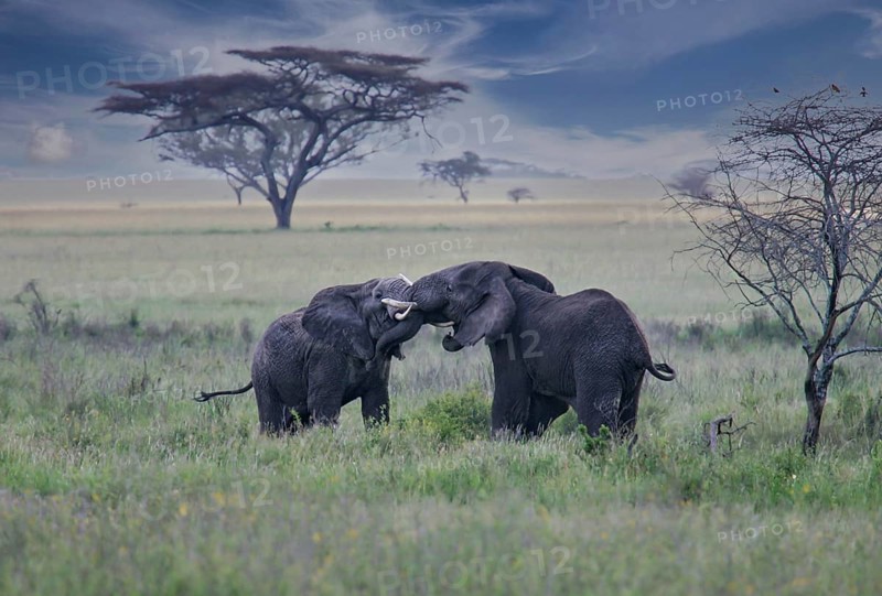 African elephant (Loxodonta africana), two fighting bulls in savannah, Serengeti National Park, Tanzania