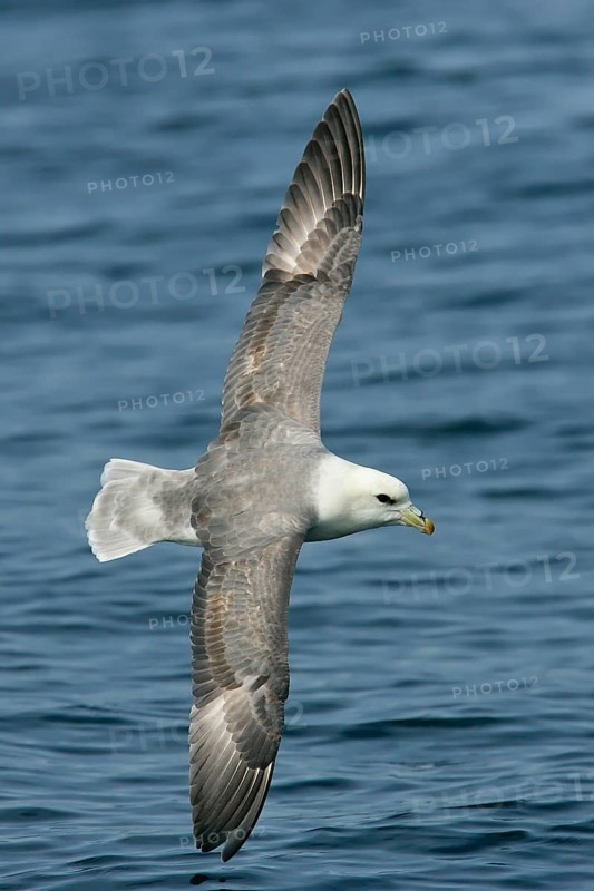 Northern fulmar (Fulmarus glacialis), flying image over the sea with outstretched wings, North Sea, offshore, Germany