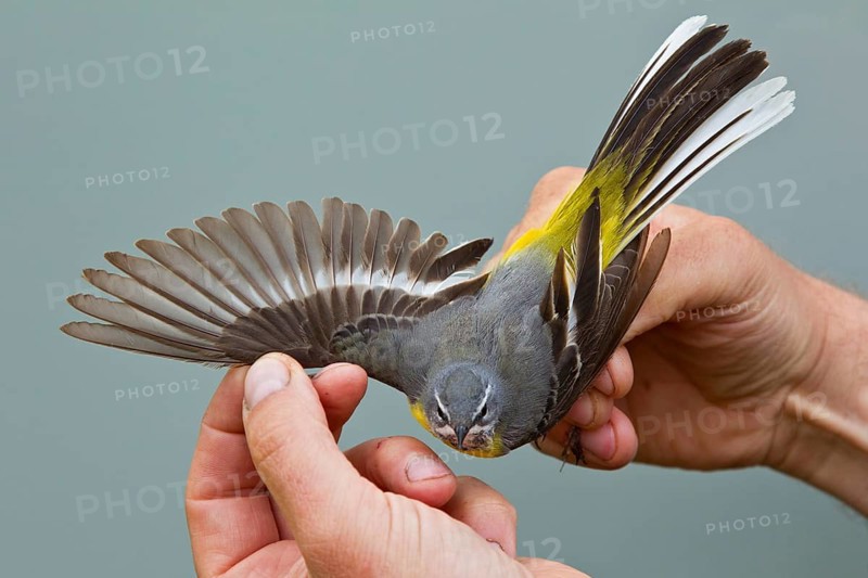 Grey wagtail (Motacilla cinerea), with outspread wing and visible hand and arm wings, being held by ornithologist for scientific bird ringing, Lake Khuvsgul, Little Lake Baikal, Mongolia