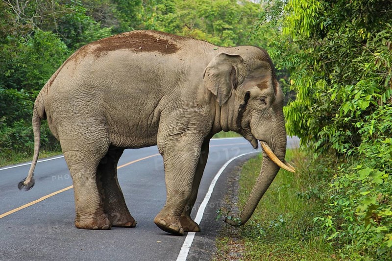 Asian elephant (Elephas maximus), bull with large tusks standing on road in rainforest, Khao Yai National Park, Thailand