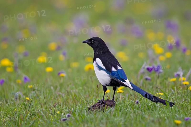 Magpie (Pica pica) with shimmering blue flight feathers sitting in yellow and purple flowering colourful meadow, Lake Khuvsgul, Lake Gagea minima, Mongolia