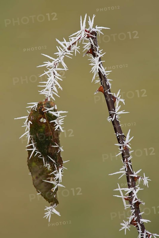 White ice crystals hang on a brown and spiky rose branch with rose petals after an icy frosty night in winter, Brandenburg, Germany