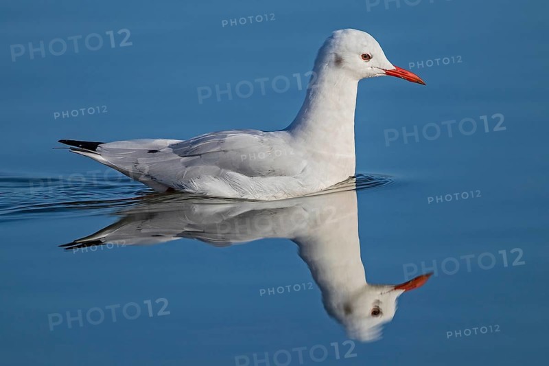 Slender-billed Gull (Chroicocephalus genei) close-up, adult bird with red beak swimming on smooth water surface with water reflection, Sardinia, Italy
