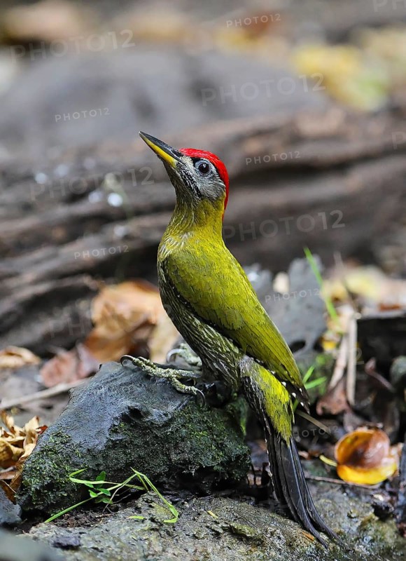Burmese Green Woodpecker (Picus viridanus), close-up, male sitting on the ground on a tree trunk, Kaeng Krachan National Park, Thailand