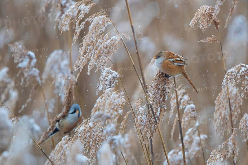 Bearded Tit (Panurus biarmicus) breeding pair with male and female foraging in snow-covered reeds during snowfall, Baden-Württemberg, Germany
