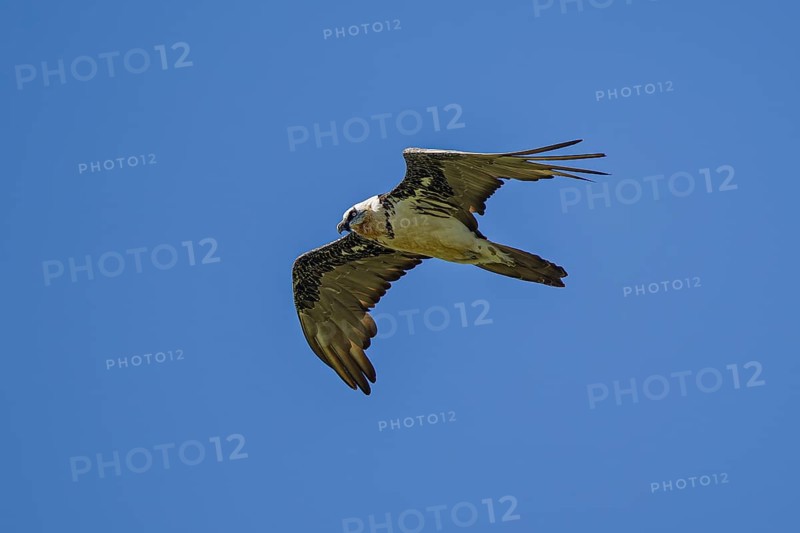 Bearded vulture (Gypaetus barbatus), adult bird flying in front of a blue sky, Bulgan, Mongolia