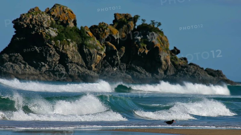 New Zealand Oystercatcher (Haematopus unicolor), Variable Oystercatcher, black colour morph running in the surf in front of breaking waves on the beach, Coromandel, New Zealand