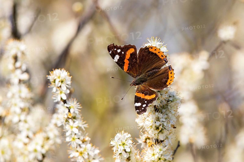 Admiral (Vanessa atalanta) butterfly with orange-brown wings sitting on white flowers in a natural environment, Hesse, Germany