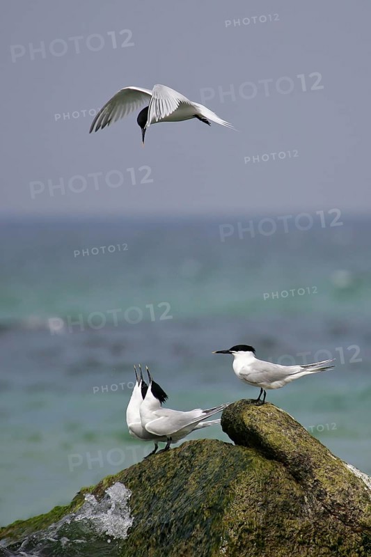Sandwich Tern (Thalasseus sandvicensis), mating adults flying and sitting on rocks on the seashore, Baltic Sea, Rügen, Mecklenburg-Western Pomerania, Germany