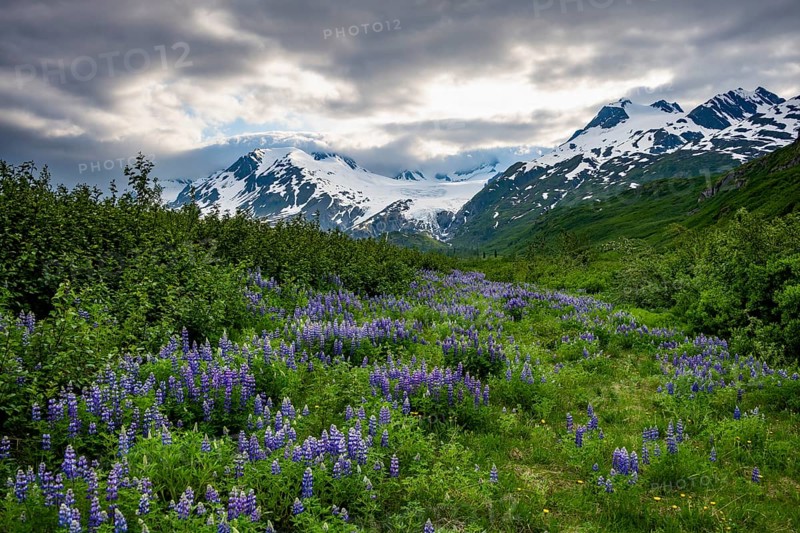 Picturesque landscape on the Richardson Highway, blooming Alaskan lupines (Lupinus nootkatensis), mountain peak with glacier Worthington Glacier in the background, Chugach Mountains, Alaska, USA