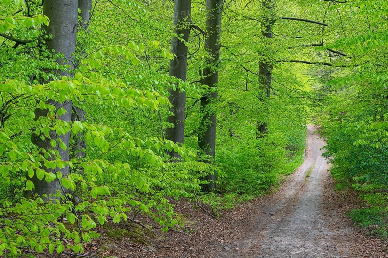 Wg in the forest near the headwaters of the Hunte, Oldendorf, Buer, Melle, Lower Saxony, Germany