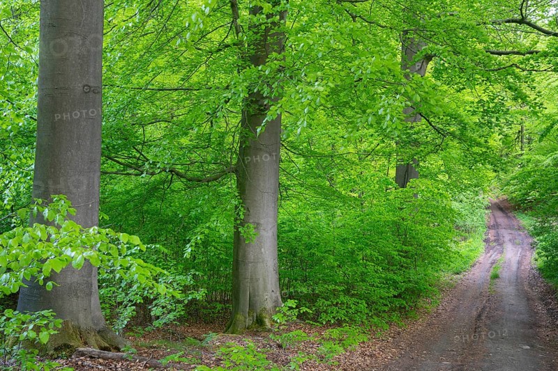 Trail in the forest near the headwaters of the Hunte in the Teutoburg Forest, Oldendorf, Buer, Melle, Lower Saxony, Germany