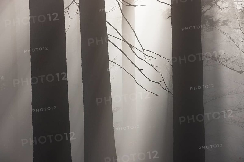 Tree trunks in morning fog with sunbeams, autumn forest, Mondseeland, Salzkammergut, Upper Austria, Austria