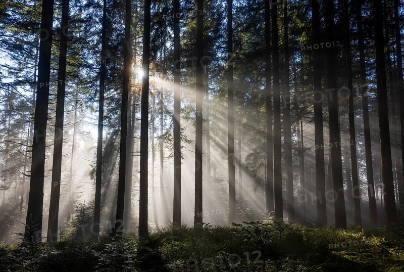 Picea abies, spruce forest in morning fog with sunrays, autumn forest, Mondseeland, Salzkammergut, Upper Austria, Austria